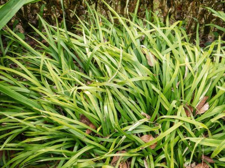 Téléchargez les photos : Ophiopogon jaburan or jaburan lilyturf or snakebeard plant with lush green foliage. Ornamental grass. - en image libre de droit
