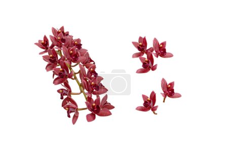 Cascading cymbidium or boat orchid hybrid plant with dark red chocolate flowers set isolated on white