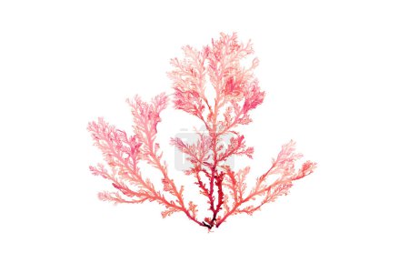 Téléchargez les photos : Rhodophyta seaweed or red algae branch isolated on white - en image libre de droit