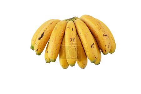 Foto de Manojo de plátanos pequeños y curvos con manchas de azúcar aisladas en blanco. Frutos manchados amarillos maduros. Cavendish variedad de Musa acuminata. - Imagen libre de derechos