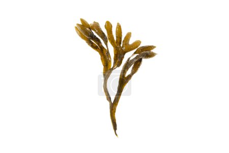Photo for Bladder wrack, fucus vesiculosus, black tang, rockweed, sea grapes, bladder fucus, sea oak, cut weed, dyers fucus, red fucus - Royalty Free Image