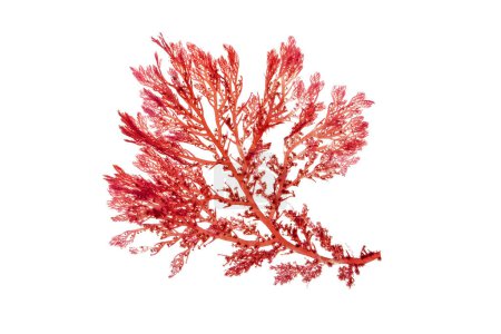 Téléchargez les photos : Rhodophyta branche d'algues rouges isolé sur blanc. Algues rouges. - en image libre de droit