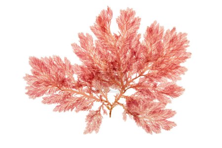 Red algae or rhodophyta branch isolated on white. Red seaweed.