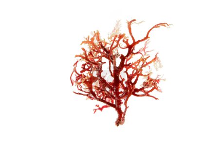 Rhodophyta red seaweed branch isolated on white. Red algae