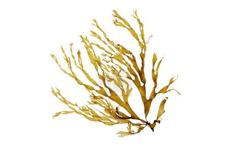Brown dictyota seaweed branch isolated on white. Brown algae.