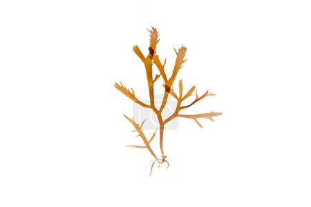 Téléchargez les photos : Calliblepharis jubata algues rouges isolées sur blanc. Algues rouges. - en image libre de droit
