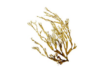 Téléchargez les photos : Dictyota branche d'algues brunes isolée sur blanc. Algues brunes. - en image libre de droit