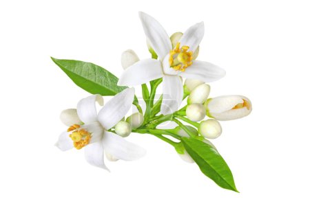 Téléchargez les photos : Les Néroli fleurissent. Fleurs d'agrumes. Oranger fleurs blanches, bourgeons et feuilles bouquet isolé sur blanc. - en image libre de droit