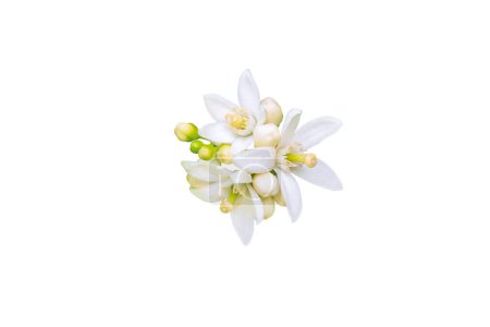 Téléchargez les photos : Les Néroli fleurissent. Oranger fleurs blanches et bourgeons bouquet isolé sur blanc. Fleurs d'agrumes. - en image libre de droit