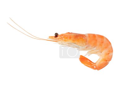 Photo for Cooked prawn isolated on white. Boiled shrimp ready to eat. - Royalty Free Image