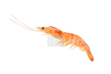 Photo for Boiled prawn isolated on white. Cooked shrimp ready to eat. - Royalty Free Image
