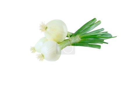 Téléchargez les photos : Échalotes ou oignons verts ou oignons de printemps légumes ligotés bouquet isolé sur blanc. - en image libre de droit