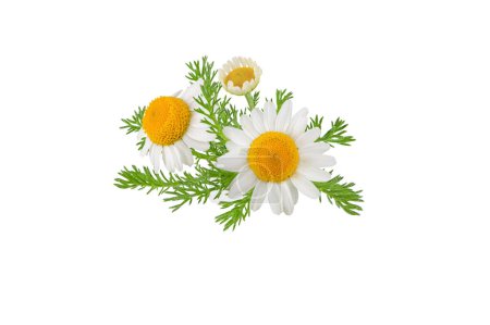 Chamomile flowers, buds and leaves bunch isolated on white. White daisy in bloom. Chamaemelum nobile herbal medicine plant.