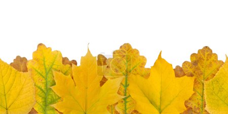 Amarillo otoño hojas de color sin costuras patrón de borde horizontal aislado en blanco. Hojas de arce y roble.