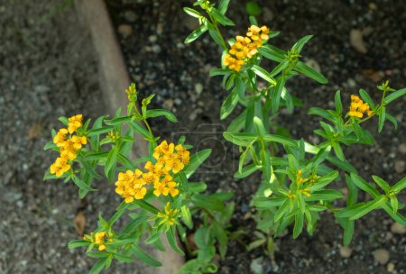 Tagetes lucida Zweige mit gelben Blüten. Mexikanische Estragon-Pflanze.