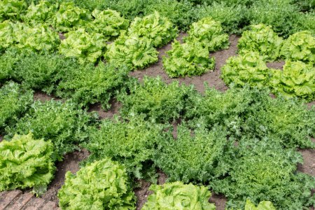 Téléchargez les photos : Salades d'endives et de laitues dans le jardin bio. Lactuca sativa et Chicorium endivia au lit de légumes.. - en image libre de droit