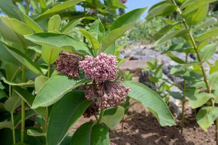 Photo for Asclepias syriaca or common milkweed plant branches with pink flowers and leaves. - Royalty Free Image