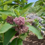 Asclepias syriaca or common milkweed plant branches with pink flowers and leaves. 