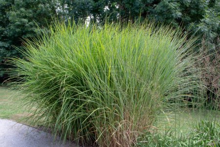 Photo for Molinia caerulea ssp. caerulea variegata ornamental grass. Tall moor grass plants. - Royalty Free Image