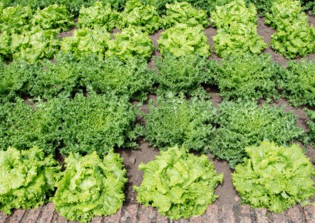 Téléchargez les photos : Salade de laitue et plantes d'endives dans le jardin bio. Lactuca sativa et Chicorium endivia au lit de légumes.. - en image libre de droit