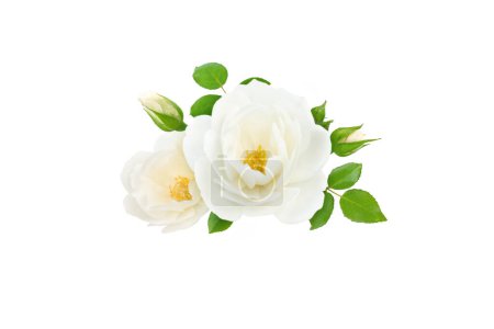 Weiße Rosenblüten, Knospen und Blätter, isoliert auf weißem Grund