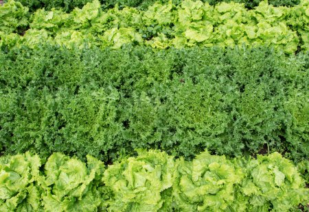 Téléchargez les photos : Salade de laitue et plantes d'endives dans la vue sur le jardin potager. Lactuca sativa et Chicorium endivia au lit de légumes. Jardinage biologique. - en image libre de droit