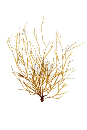 Photo for Dictyota dichotoma implexa brown seaweed tuft with long and narrow branches isolated on white. Forkweed algae. - Royalty Free Image