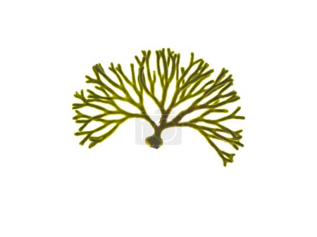Photo for Codium tomentosum or spongeweed algae isolated on white. Velvet horn seaweed. - Royalty Free Image