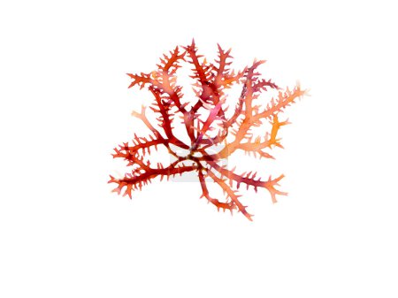 Foto de Rhodophyta rama de algas rojas aisladas en blanco. Algas rojas - Imagen libre de derechos