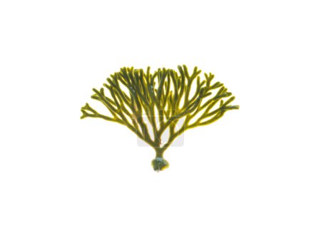 Photo for Velvet horn or codium tomentosum seaweed isolated on white.  Spongeweed algae. - Royalty Free Image