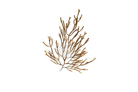 Photo for Cladostephus spongiosus seaweed. Cladostephus verticillatus brown algae isolated on white - Royalty Free Image