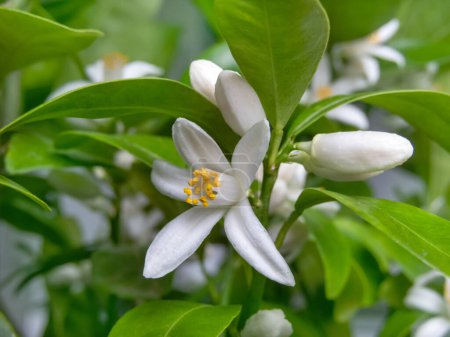 Photo for Calamondin or calamansi fruit flowers, buds and leaves branch. Citrus hybrid blossom. - Royalty Free Image
