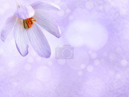 Photo for Purple crocus flower with bright orange stamens in the corner of the blurred sparkling background. Greeting card with copy space. - Royalty Free Image