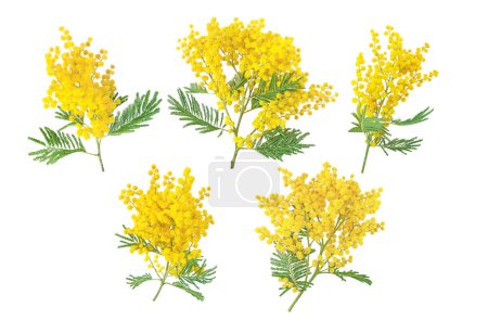 Photo for Mimosa spring flowers set isolated on white. Silver wattle tree branch. Acacia dealbata yellow fluffy balls and leaves. - Royalty Free Image