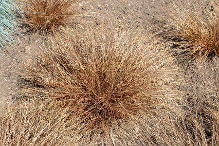 Photo for Carex comans bronze form in the sunny garden. New Zealand hair sedge ornamental grass mounds. Mop-headed sedge - Royalty Free Image