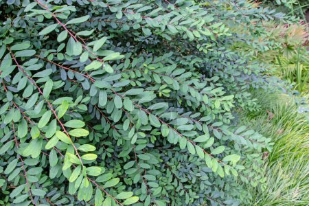 Téléchargez les photos : Typsy wood ou phyllanthus cochinchinensis ou vietnam leaf-flower plant dans le jardin ornemental japonais. Arbuste au feuillage vert foncé tombant - en image libre de droit