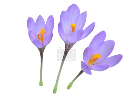 Foto de Conjunto de flores de cocodrilo púrpura aisladas en blanco. Planta con flores de Colchicum. Floración con estambres naranja brillante - Imagen libre de derechos