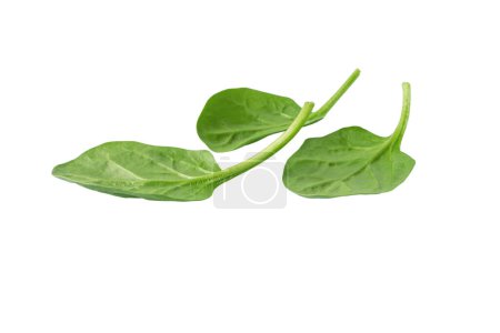 Heap of green spinach leaves isolated on white. Leafy vegetables. Healthy eating and vegetarian diet. Spinacia oleracea plant.