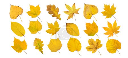 Ein Satz gelber Blätter isoliert auf weiß. Herbstfarbenes Kanada und japanischer Ahorn, Eiche, Linde, Aktinidien,