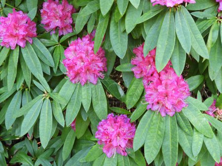 Bright pink rhododendron ponticum flowers and lush green foliage.