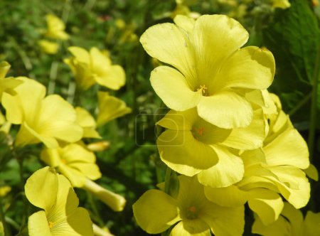 Oxalis pes-caprae or African wood-sorrel flowering plant.  Cape sorrel bright yellow flowers closeup.