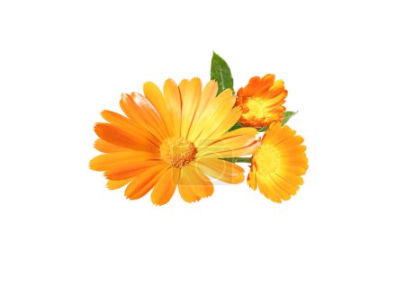 Calendula officinalis fleurs orange vif et bourgeons bouquet isolé sur blanc. Souci plante médicinale à fleurs.
