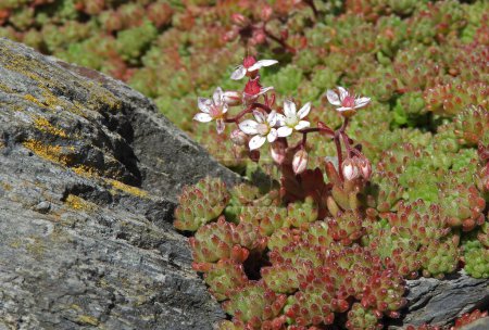  Sedum hirsutum blühende Pflanze mit haarigen gerundeten rötlichen Blättern, die in Rosetten angeordnet sind. Sukkulente Pflanze mit kleinen Blumen.