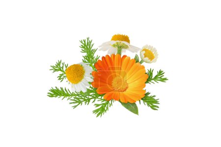 Chamomile and calendula flowers and leaves bunch isolated on white. White daisy and pot marigold in bloom.
