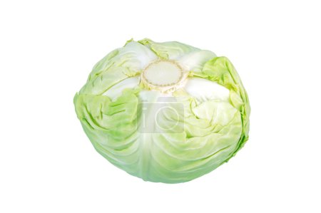 White cabbage head isolated on white. Dutch cabbage vegetable. Brassica oleracea cultivar.