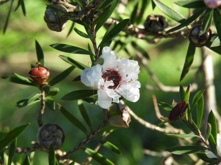 Manuka or leptospermum scoparium branch with beautiful white flower and capsule fruits