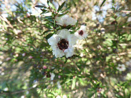 Leptospermum scoparium o rama de manuka con hermosas flores blancas.