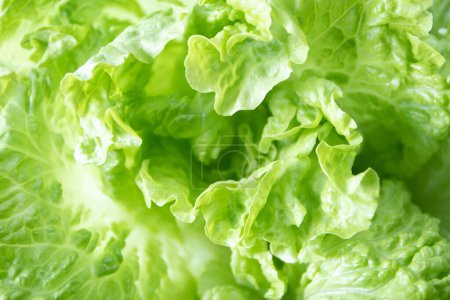 Tête de salade de laitue verte Batavia gros plan fond de foyer peu profond. Légumes à feuilles. Feuilles croquantes françaises.