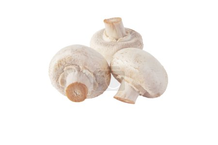 White champignons mushrooms isolated on white. Agaricus bisporus. Three raw button mushrooms.