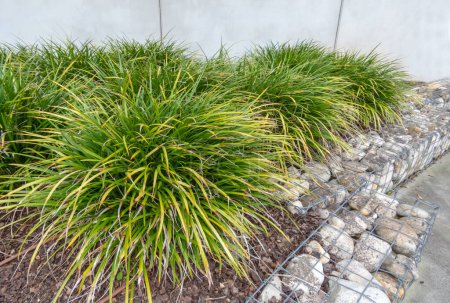 Japanische Segge oder Carex morrowii oder Kan suge oder Morrow 's Sedge oder japanische Grassegge-Pflanzen